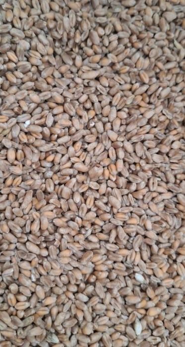 Sprzedam pszenicę 75 ton