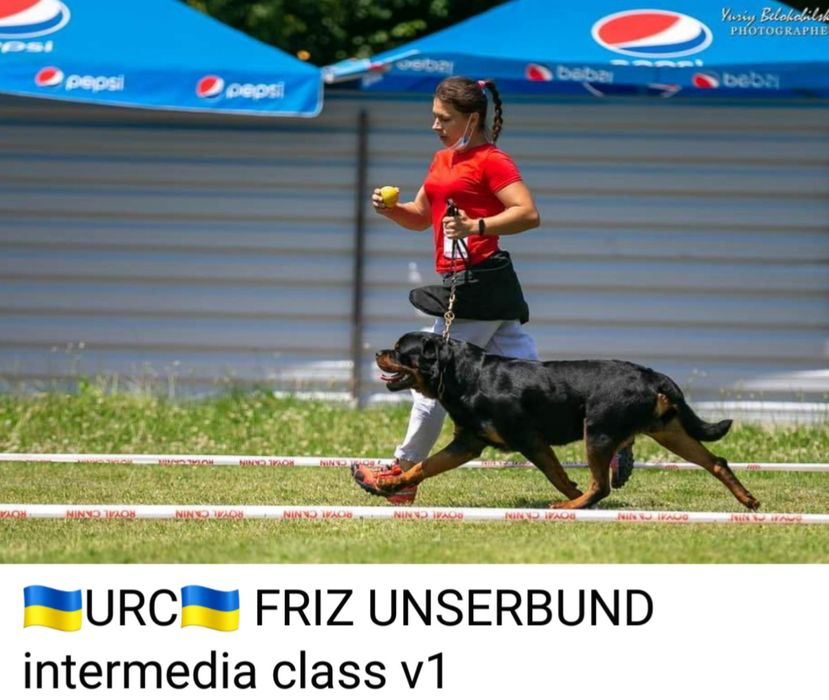 Породна дівчинка ротвейлера.