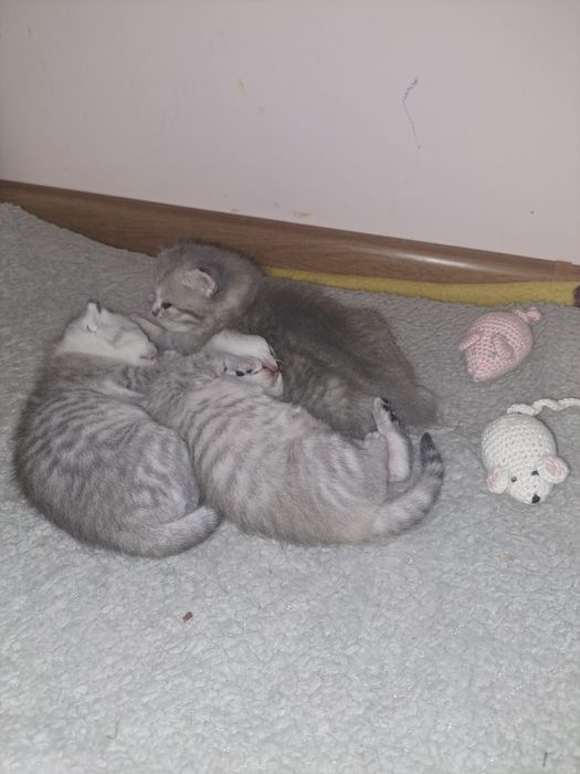 Кошенята срібної шиншили