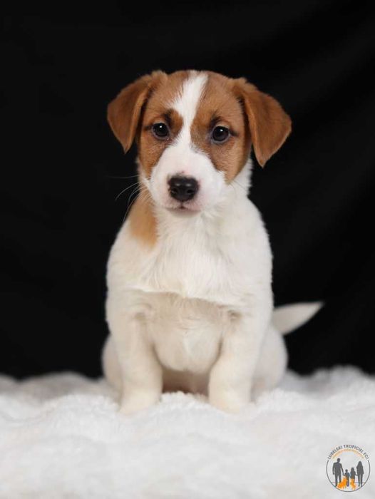 Jack Russell Terrier ZKwP FCI piesek k.włos
