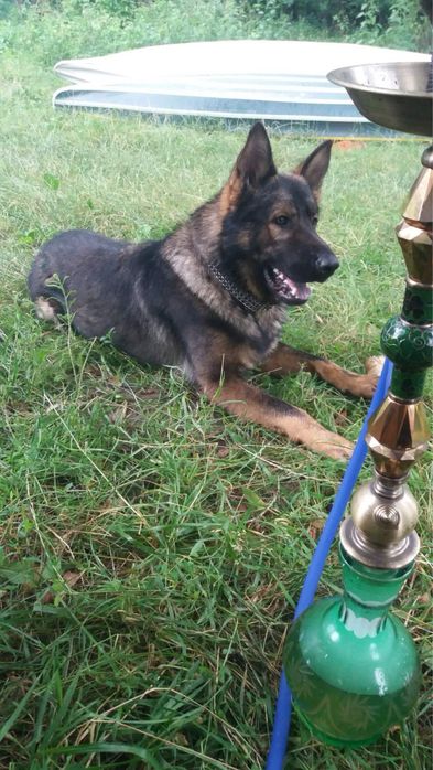 Вязка. Кобель немецкой овчарки зонарний