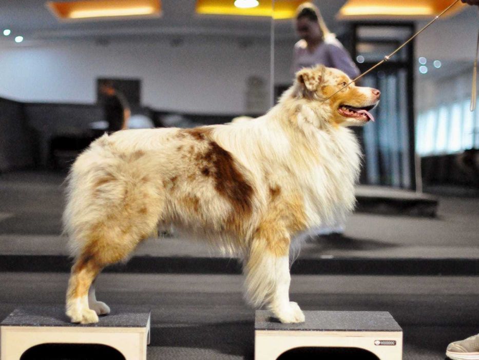 Sala treningowa dla psów - do wynajęcia 200m2 !