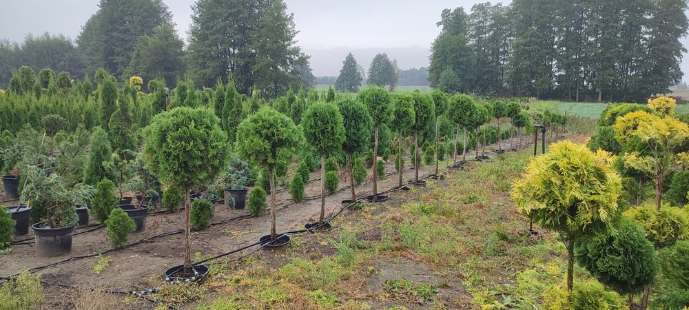 Bonsai Tuja  brabant formowana w kulę