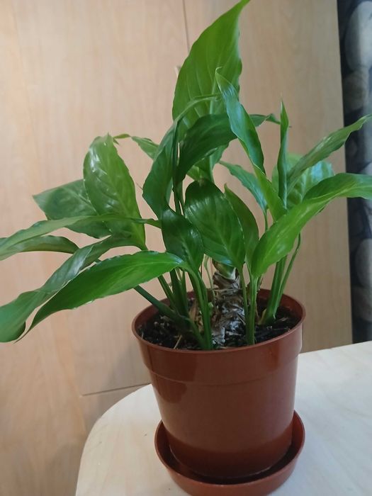 Вазони, кімнатні рослини