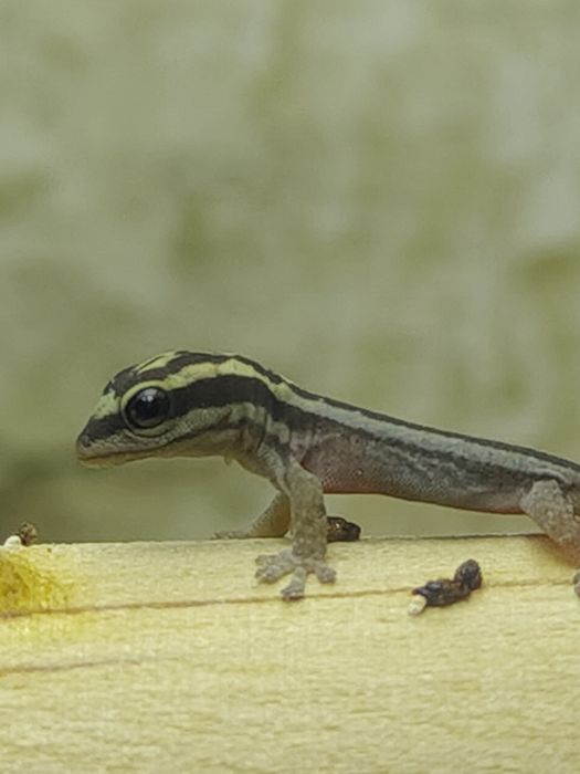 Lygodactylus kimhowelli gekon dzienny jaszczurka