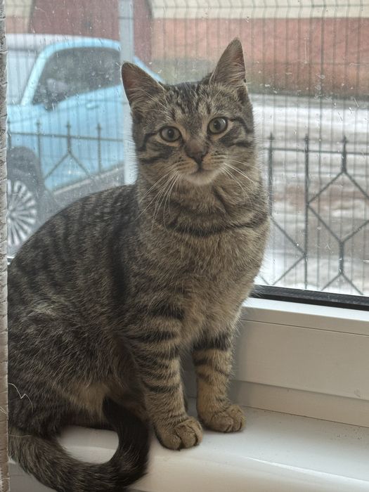 Кошенята в добрі руки