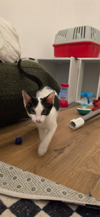 gatinho para a adoção