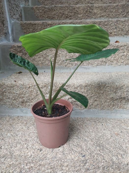 Planta Alocasia- orelha de elefante
