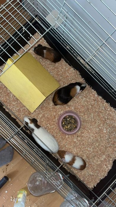 Sprzedam duża klatke