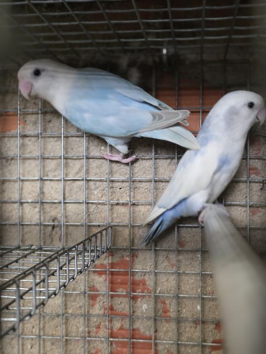 Casal roseicollis