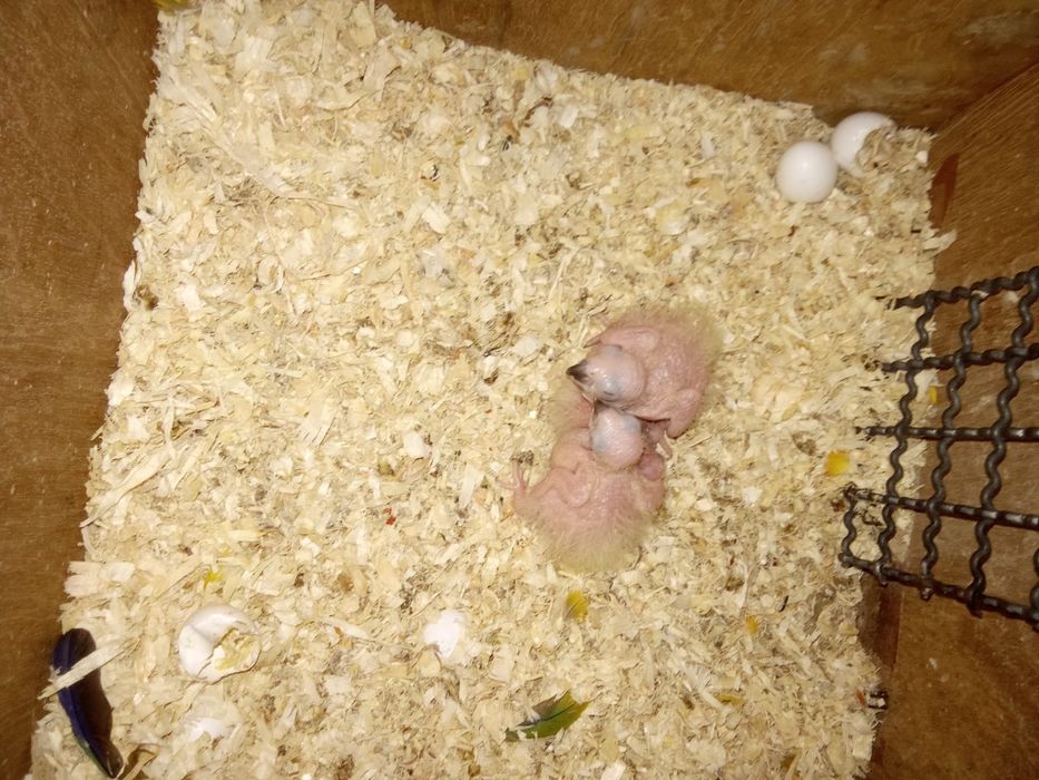 Ring necks e arantiga sol para criar à mão