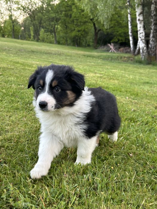 Suczka Border Collie tricolor