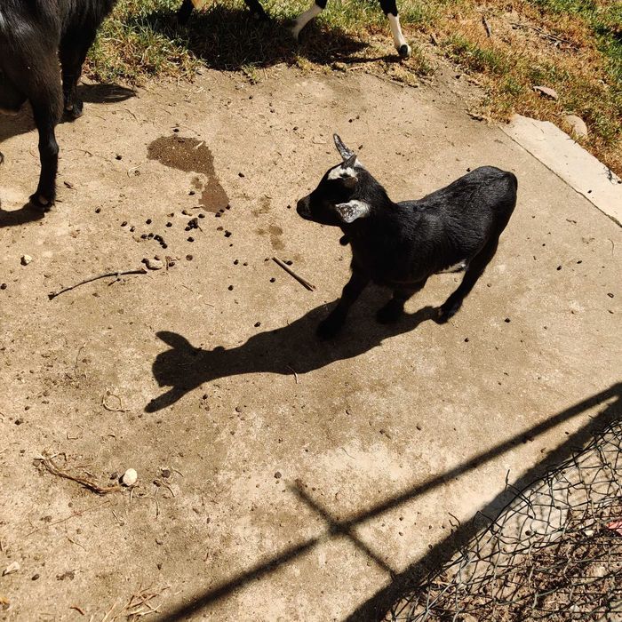 Cabrito anão macho filhote