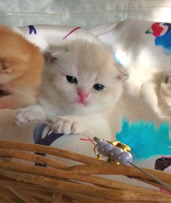 Ручные детки, ласковые котята золотая шиншилла