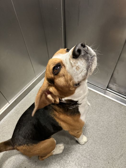 Hotel dla zwierzat / Petsistter