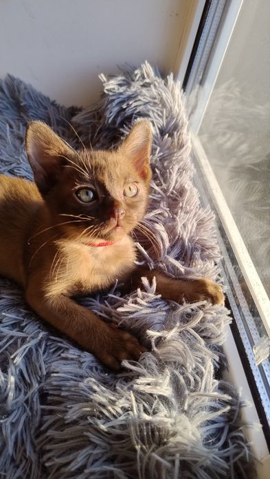 Бурма Європейська,соболиний хлопчик