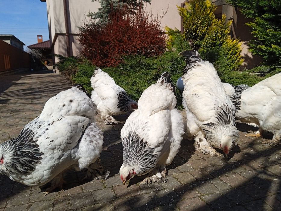 Продам інкубаційні яйця