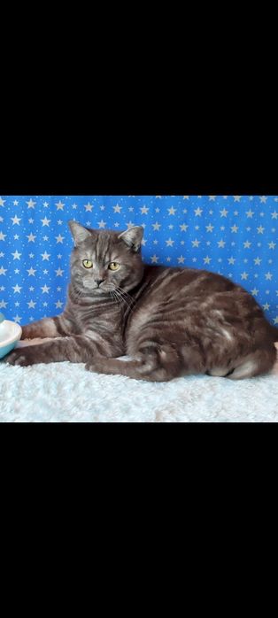 Шотландский прямоухий котик.