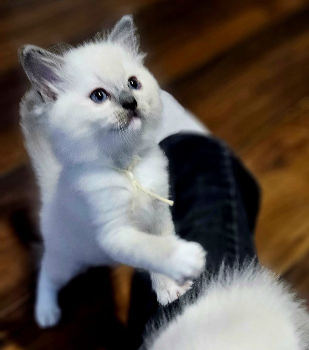 Kocięta Ragdoll - 2 kotki i dwa kocurki