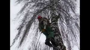 спиливание,срезание,срезка,обрезка,удаление деревьев,убрать деревья