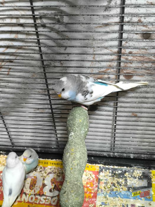 Periquitos  Australianos