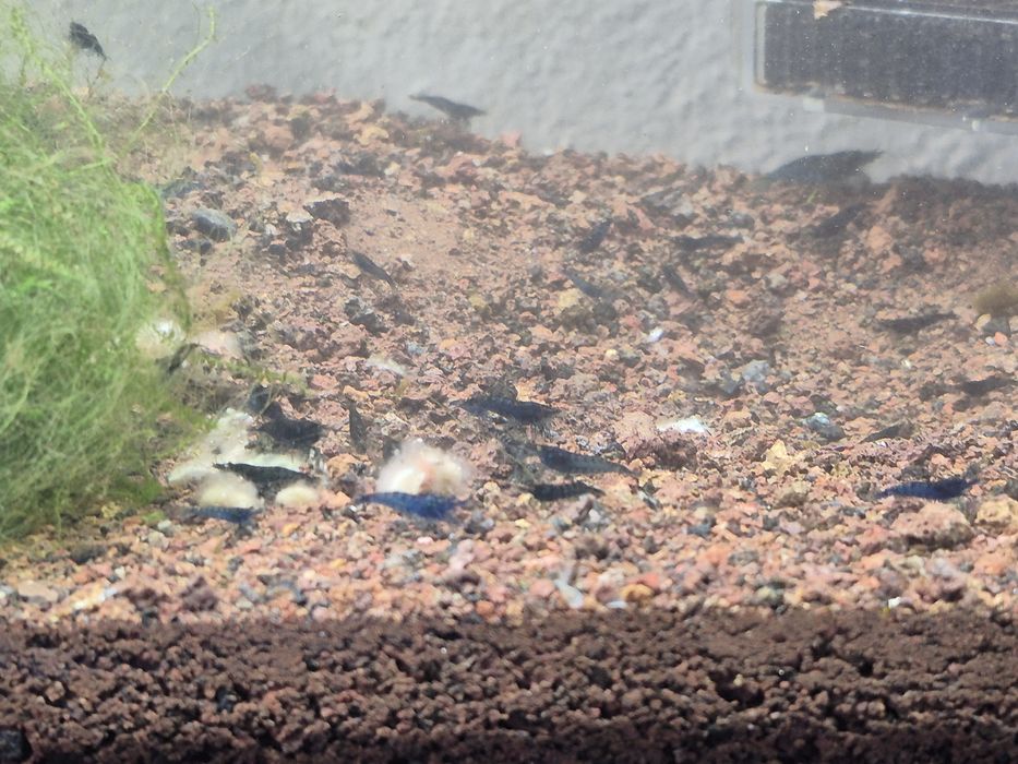 Neocaridinas/camarões Blue Dream