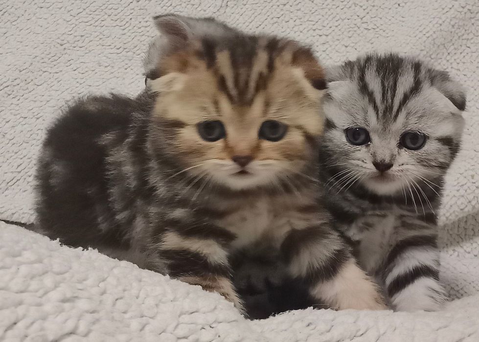 Продам шотландских котят.