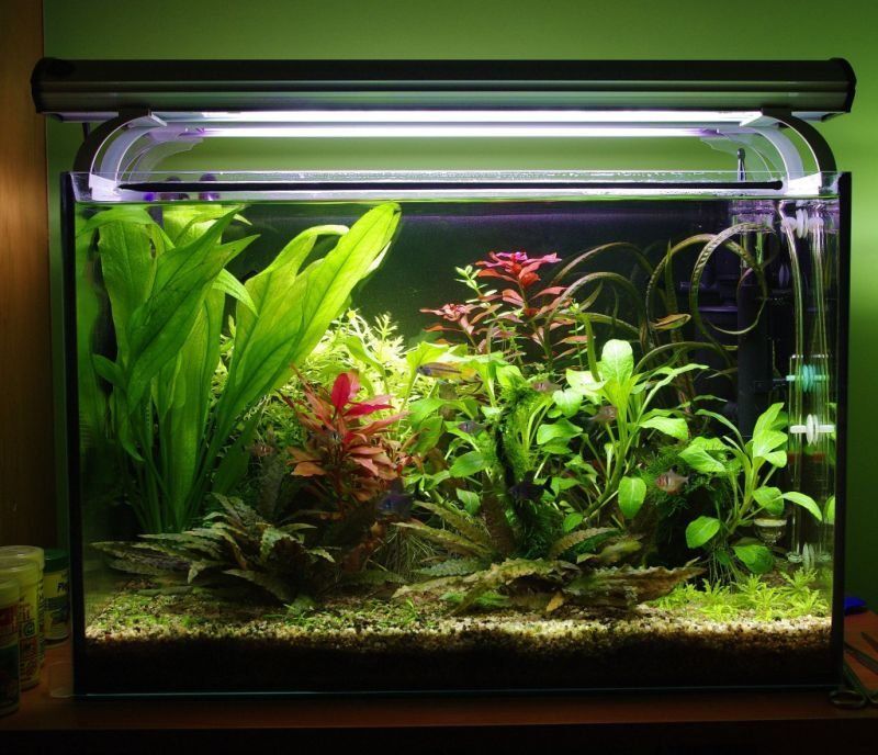 Nawóz Potas K do roślin 500mil