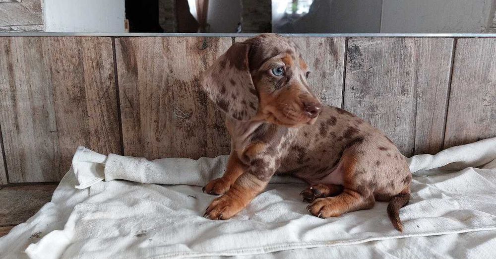 Teckel chocolate merle
