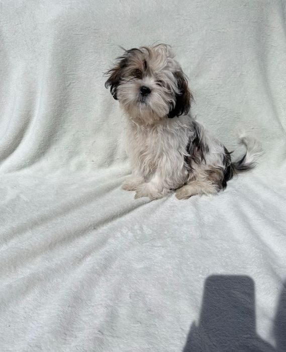 Cachorro Shih-tzu Macho