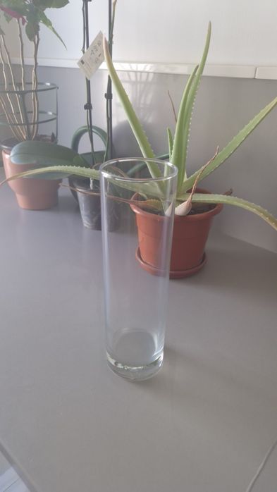 Conjunto Decoração: Plantas Verdadeiras + Plantas Artificiais em Jarras + Jarra de Vidro + Regador GRÁTIS