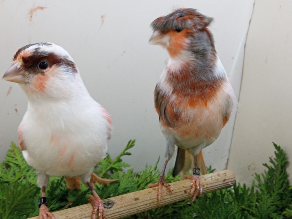 Kanarki ARLEKIN PORTUGALSKI  z roku 2025 i 2024.r