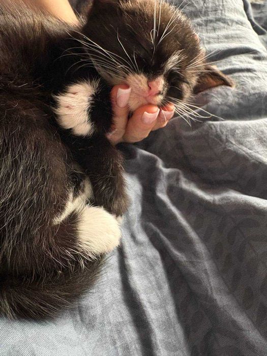 Кошеня, дуже гарне дівчинка з стерилізацію допоможу, оплачу