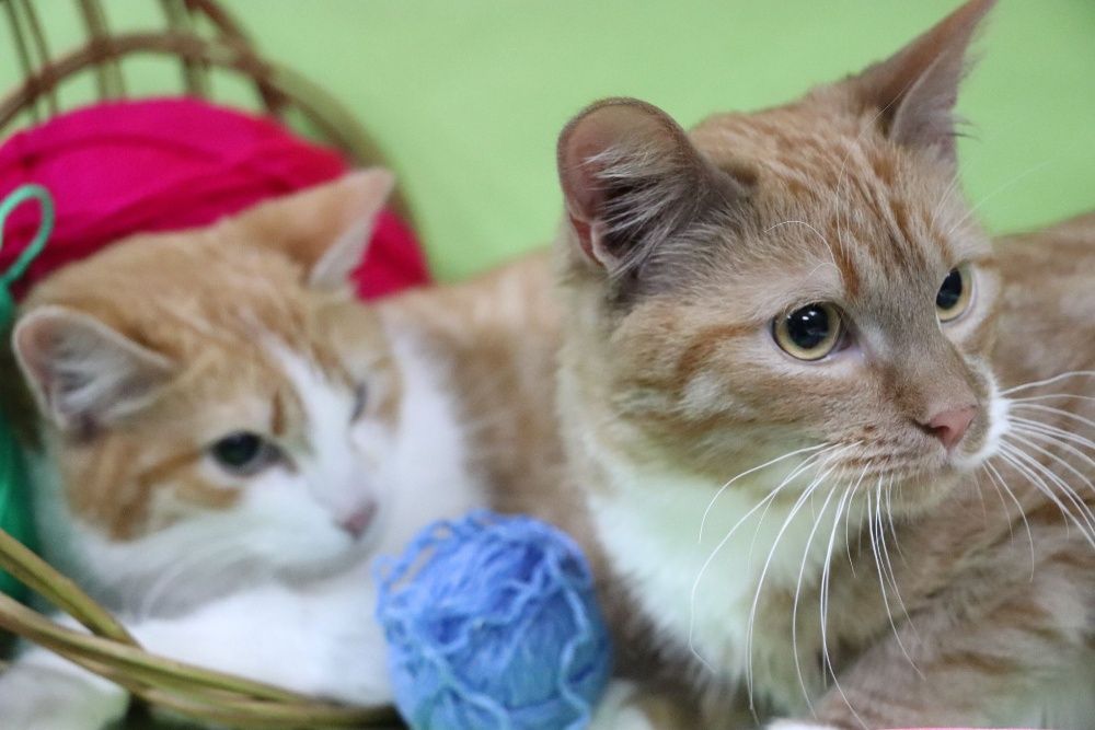 Рыжий котенок ищет дом!