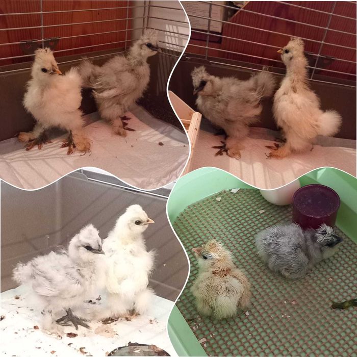 Sedosos do Japão, 2 pintos de 1 mês