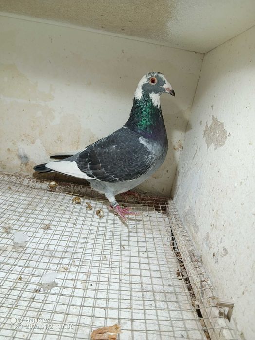 Gołębie pocztowe. Samica De Klak DV 2025.