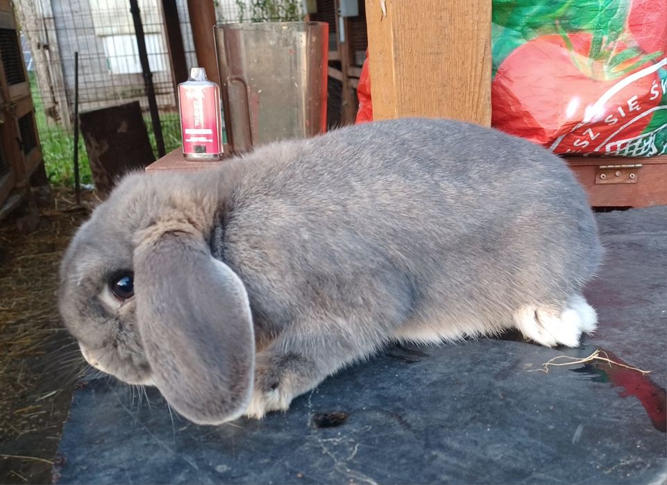 Karzełek baran perłowy