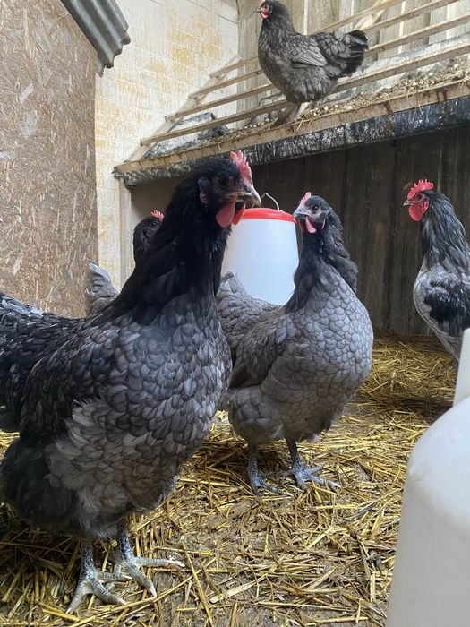 Jaja lęgowe AUSTRALORP niebieski