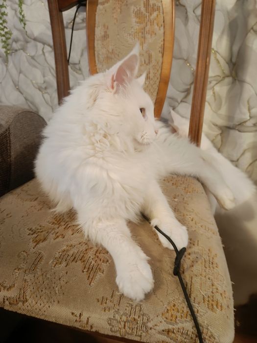 Kocurek Maine coon bialy dorosly