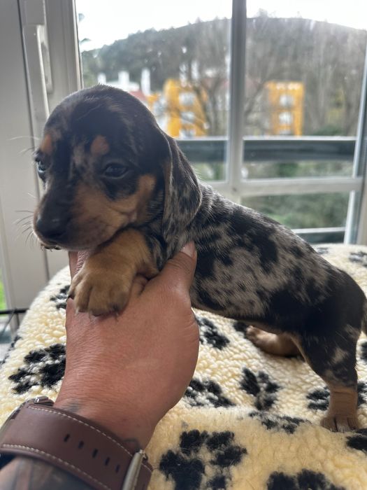 Teckel alerquim fêmea