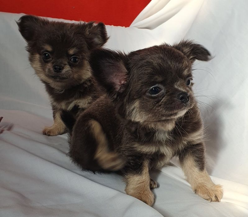 Двое ищ ларца чихуахуа