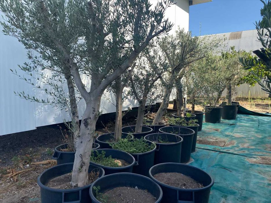Oliveiras em vaso