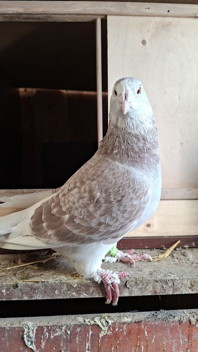 Gołębie standard samiczka 23r