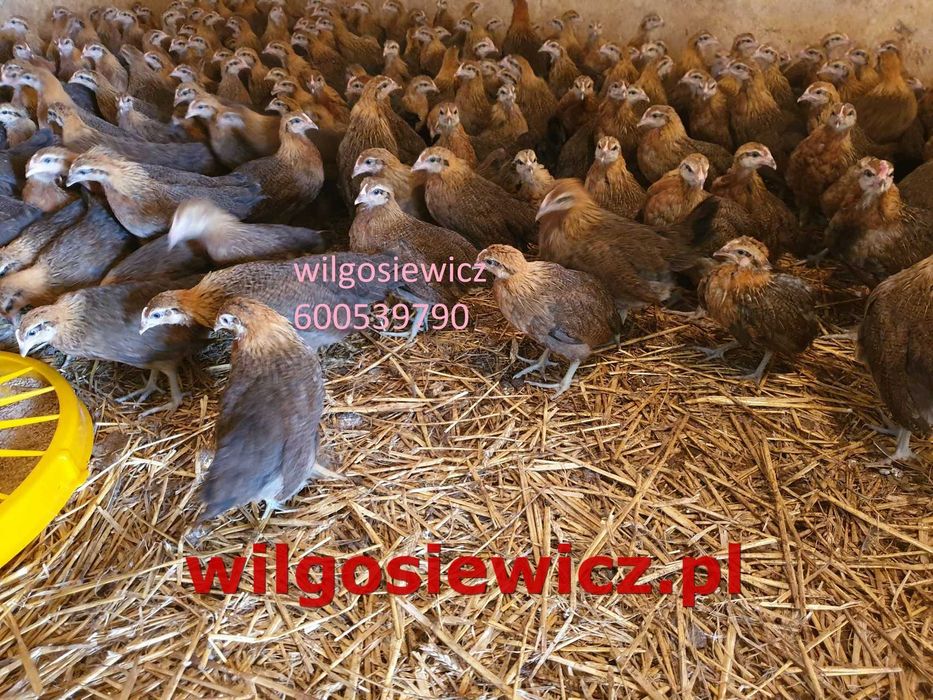 Kury nioski Zielononóżki odchowane zapisy dowóz