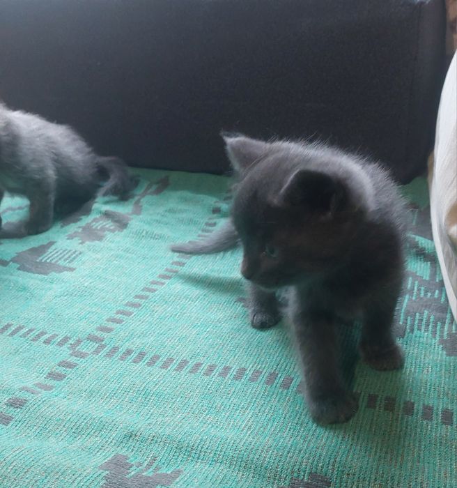 Віддам  кошенят в добрі руки..