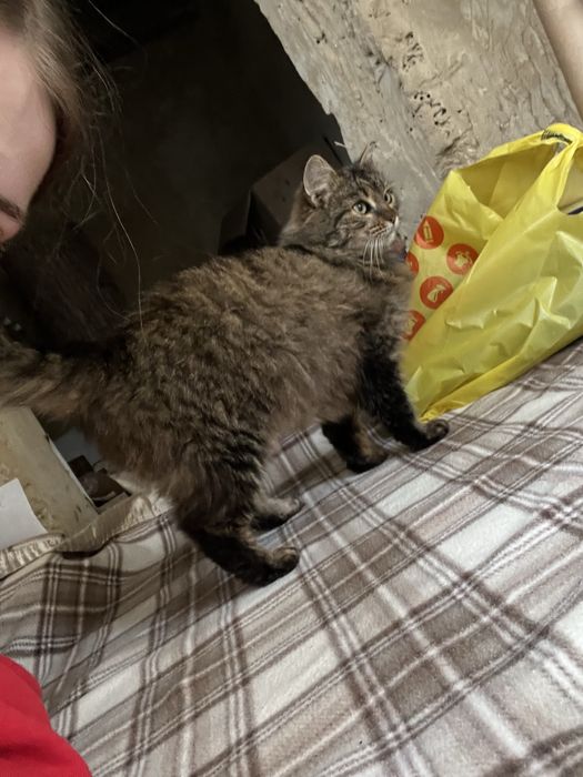 пухнаста маленька кішечка таббі кіт кішка киця стерилізована вік 1 рік