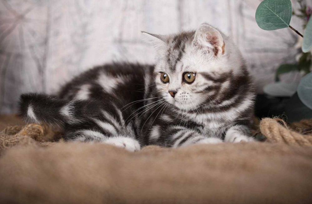 Шотландські Мармурові хлопчик Даллас та дівчинка Дакота