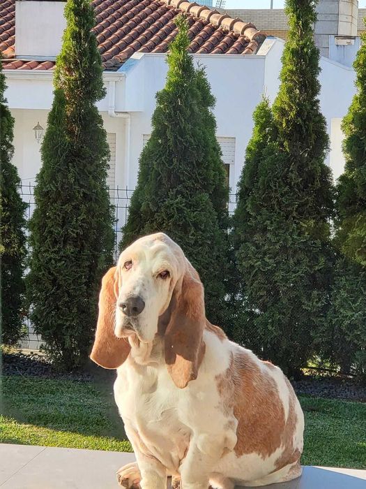 Senior Basset Hound