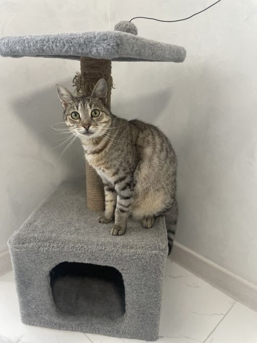 Котик шукає сім'ю