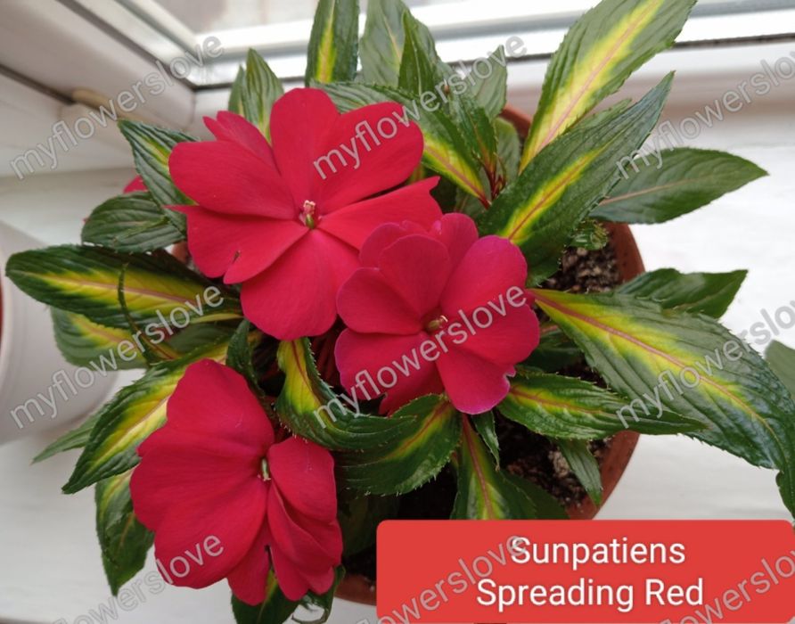 Бальзамін варієгатний Sunpatiens Spreading
